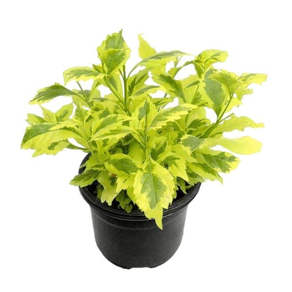 PLANTA DURANTA GOLDEN