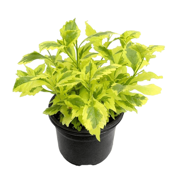 PLANTA DURANTA GOLDEN