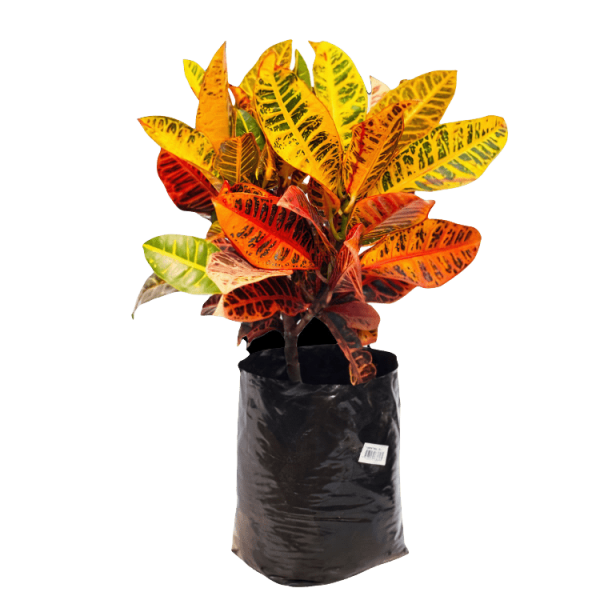 Planta Croto