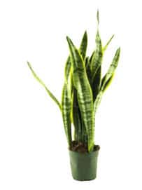 PLANTA SANSEVIERIA
