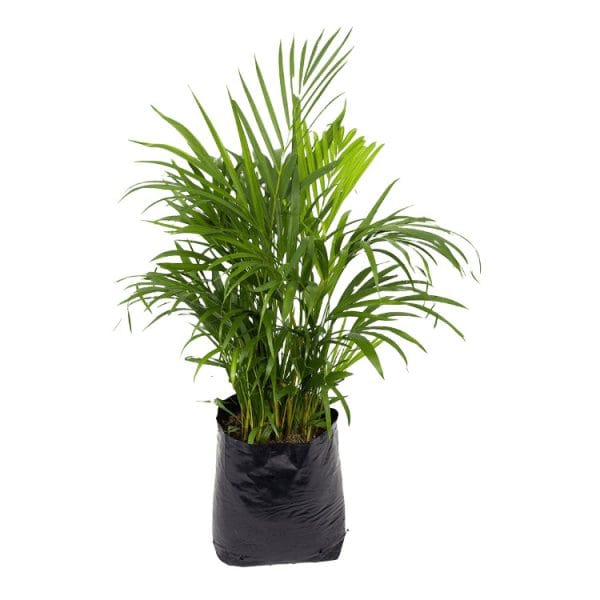 ARBOL ARECA