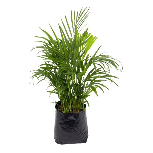 ARBOL ARECA