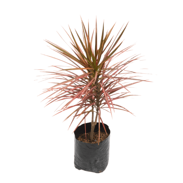 PLANTA DRACENA MARGARINA ROJA