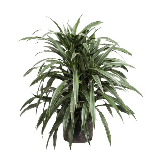 PLANTA DRACENA WARNEKE