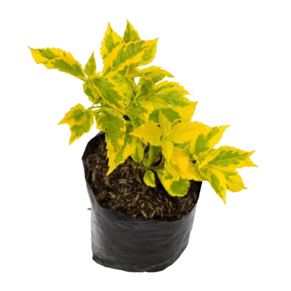 PLANTA DURANTA VARIEGA
