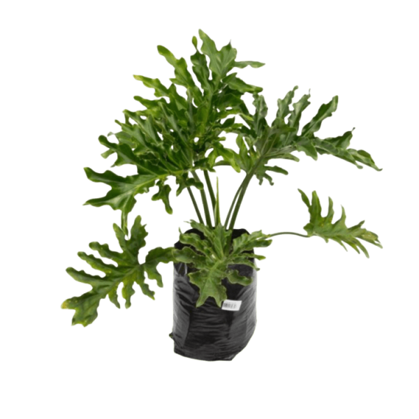 PLANTA FILODENTRO CELLOUM