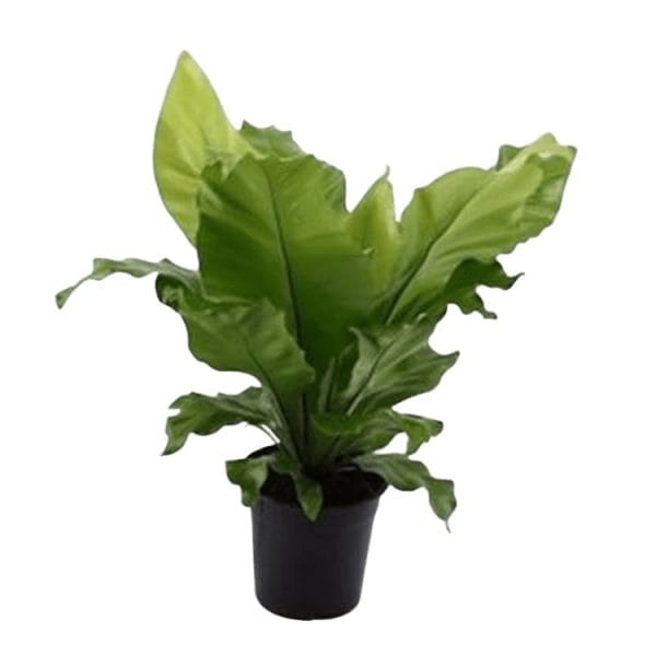 PLANTA HELECHO NIDO AVE