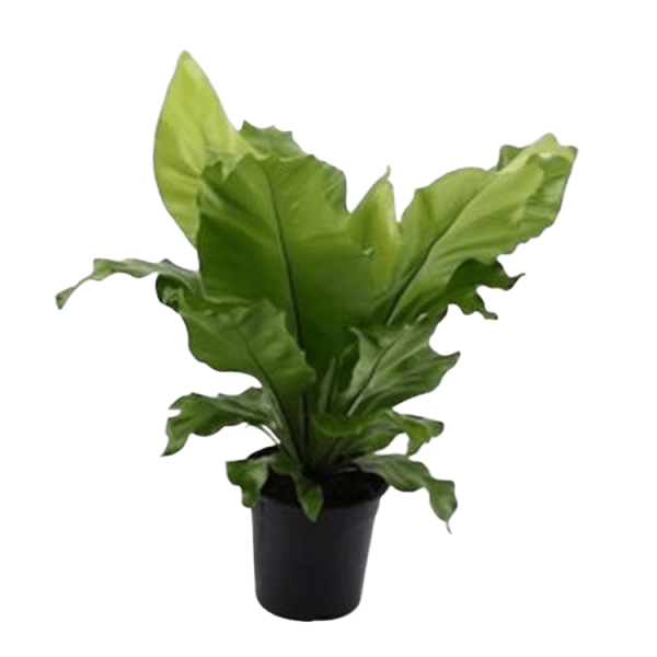 PLANTA HELECHO NIDO AVE