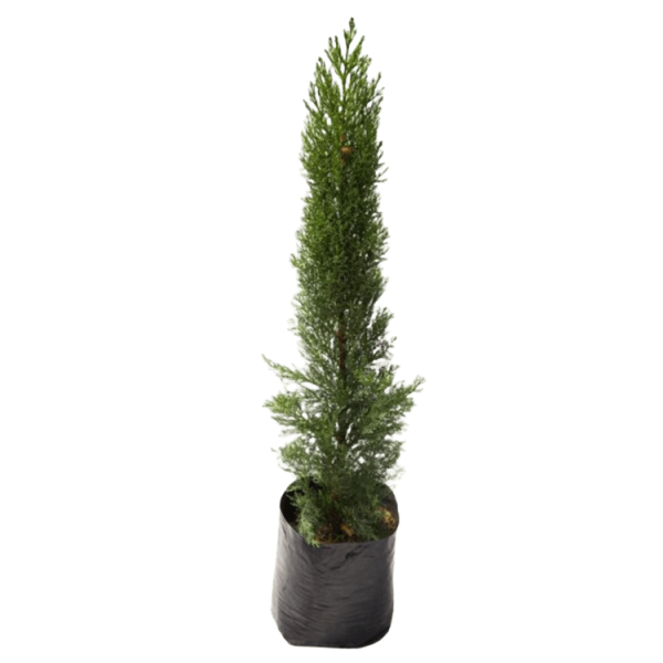 PLANTA PINO VELA